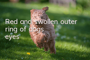 Red and swollen outer ring of dog's eyes