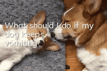 What should I do if my dog ​​keeps vomiting?