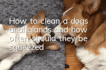 How to clean a dog’s anal glands and how often should they be squeezed?