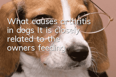 What causes arthritis in dogs? It is closely related to the owner’s feeding
