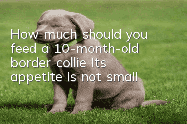 How much should you feed a 10-month-old border collie? Its appetite is not small!