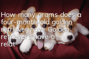 How many grams does a four-month-old golden retriever have? Golden retrievers have a relatively large appetite!