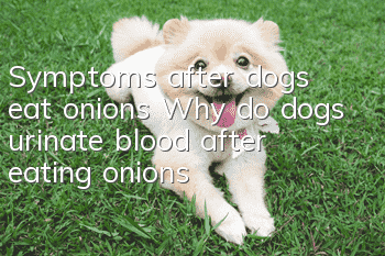 Symptoms after dogs eat onions Why do dogs urinate blood after eating onions?