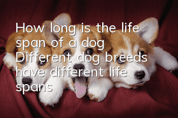 How long is the life span of a dog? Different dog breeds have different life spans