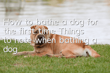 How to bathe a dog for the first time? Things to note when bathing a dog