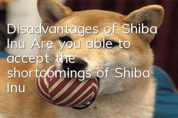 Disadvantages of Shiba Inu Are you able to accept the shortcomings of Shiba Inu?
