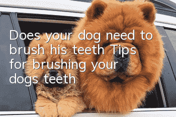Does your dog need to brush his teeth? Tips for brushing your dog’s teeth!