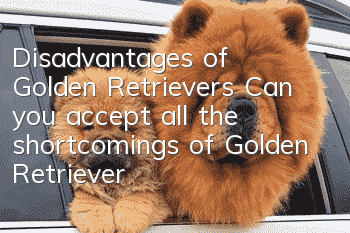 Disadvantages of Golden Retrievers Can you accept all the shortcomings of Golden Retrievers?