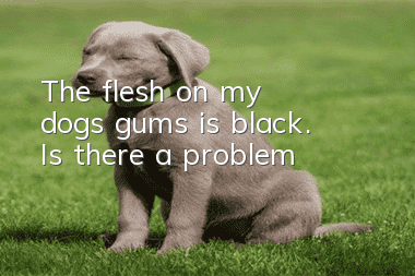 The flesh on my dog’s gums is black. Is there a problem?