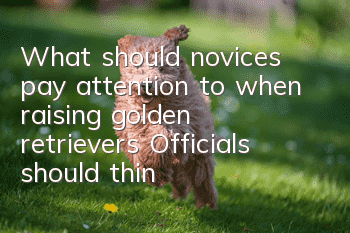 What should novices pay attention to when raising golden retrievers? Officials should think carefully before raising golden retrievers!