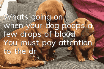 What's going on when your dog poops a few drops of blood? You must pay attention to the drops of blood!