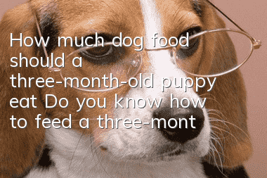 How much dog food should a three-month-old puppy eat? Do you know how to feed a three-month-old puppy?