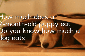 How much does a 2-month-old puppy eat? Do you know how much a dog eats?