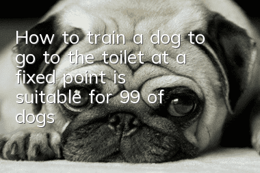 How to train a dog to go to the toilet at a fixed point is suitable for 99% of dogs!