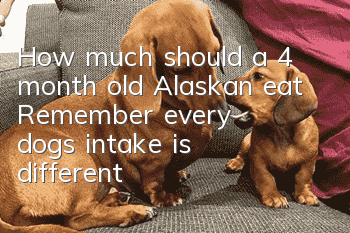 How much should a 4 month old Alaskan eat? Remember, every dog’s intake is different!