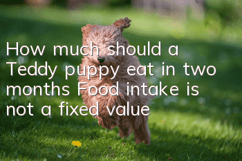 How much should a Teddy puppy eat in two months? Food intake is not a fixed value!