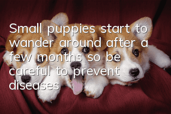 Small puppies start to wander around after a few months, so be careful to prevent diseases when taking them out!