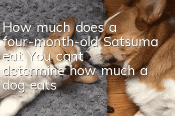 How much does a four-month-old Satsuma eat? You can’t determine how much a dog eats!