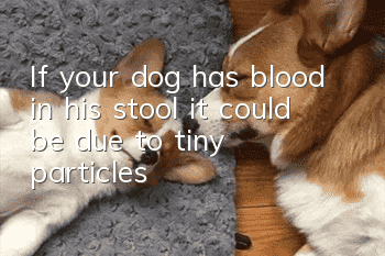 If your dog has blood in his stool, it could be due to tiny particles!