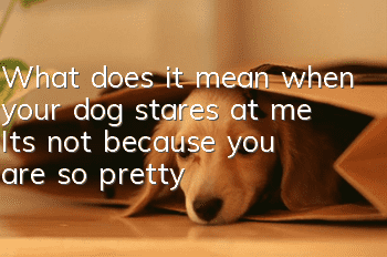 What does it mean when your dog stares at me? It’s not because you are so pretty!