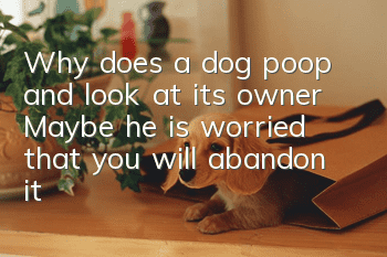 Why does a dog poop and look at its owner? Maybe he is worried that you will abandon it!