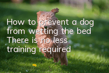 How to prevent a dog from wetting the bed? There is no less training required!