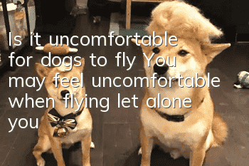 Is it uncomfortable for dogs to fly? You may feel uncomfortable when flying, let alone your dog!