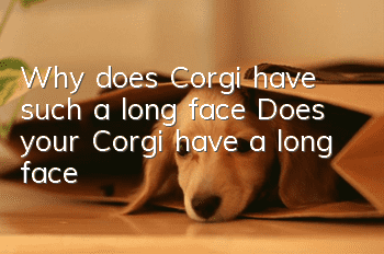 Why does Corgi have such a long face? Does your Corgi have a long face?
