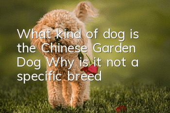 What kind of dog is the Chinese Garden Dog? Why is it not a specific breed?