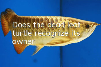 Does the dead leaf turtle recognize its owner?