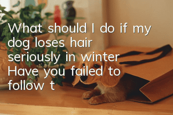 What should I do if my dog loses hair seriously in winter? Have you failed to follow these precautions?