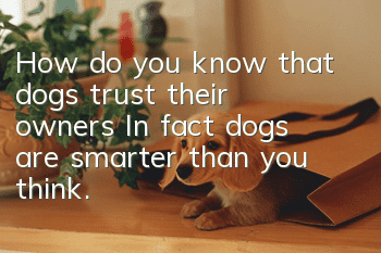 How do you know that dogs trust their owners? In fact, dogs are smarter than you think.