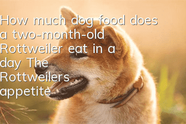 How much dog food does a two-month-old Rottweiler eat in a day? The Rottweiler’s appetite is not small!