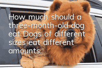 How much should a three-month-old dog eat? Dogs of different sizes eat different amounts.