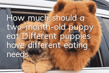How much should a two-month-old puppy eat? Different puppies have different eating needs!