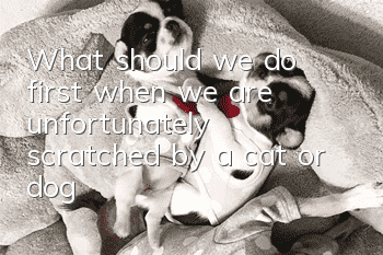 What should we do first when we are unfortunately scratched by a cat or dog?
