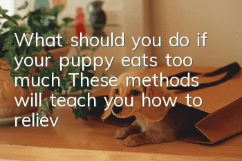 What should you do if your puppy eats too much? These methods will teach you how to relieve it.