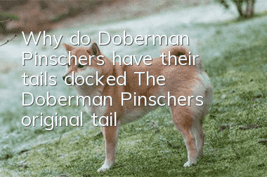 Why do Doberman Pinschers have their tails docked? The Doberman Pinscher’s original tail is still very long.