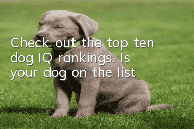 Check out the top ten dog IQ rankings. Is your dog on the list?