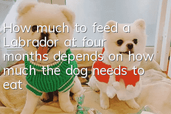 How much to feed a Labrador at four months depends on how much the dog needs to eat!