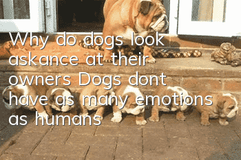 Why do dogs look askance at their owners? Dogs don’t have as many emotions as humans!