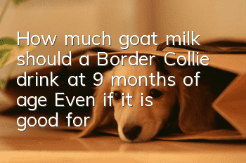 How much goat milk should a Border Collie drink at 9 months of age? Even if it is good for the Border Collie, it should not be overdosed!