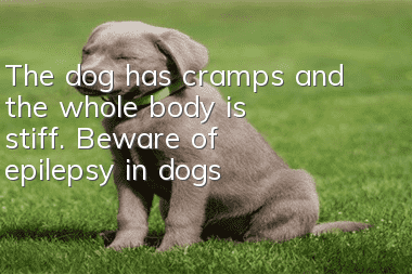 The dog has cramps and the whole body is stiff. Beware of epilepsy in dogs!