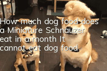 How much dog food does a Miniature Schnauzer eat in a month? It cannot eat dog food!