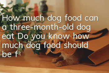 How much dog food can a three-month-old dog eat? Do you know how much dog food should be fed?