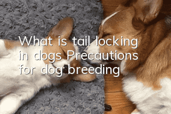 What is tail locking in dogs? Precautions for dog breeding