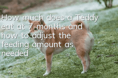 How much does a Teddy eat at 7 months and how to adjust the feeding amount as needed?