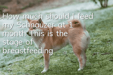 How much should I feed my Schnauzer at 1 month? This is the stage of breastfeeding!