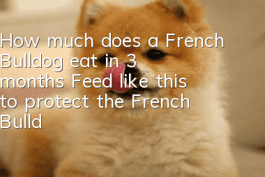 How much does a French Bulldog eat in 3 months? Feed like this to protect the French Bulldog’s glass stomach!