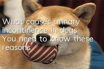 What causes urinary incontinence in dogs? You need to know these reasons